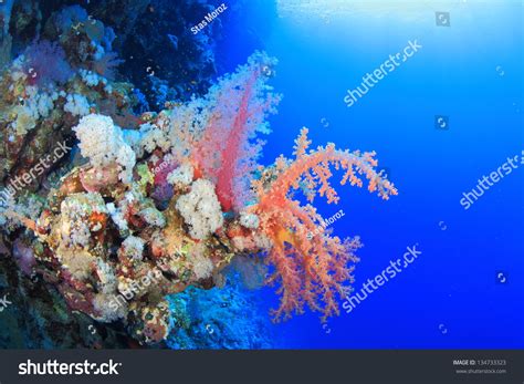 Marine Life In The Red Sea Stock Photo 134733323 Shutterstock