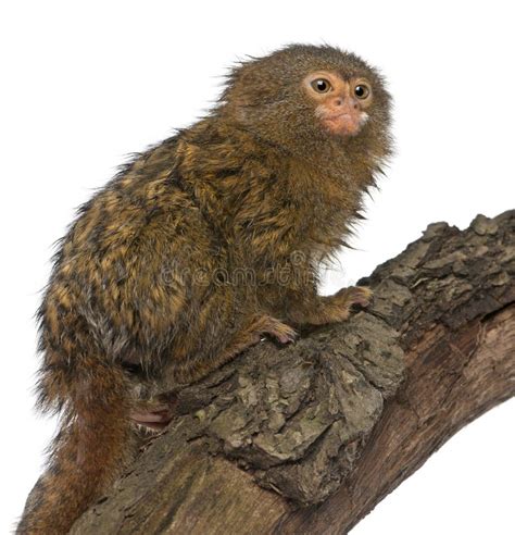 Pygmy Marmoset Or Dwarf Monkey Cebuella Pygmaea Stock Image Image Of