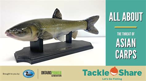All About The Threat Of Invasive Asian Carps In Ontario Youtube