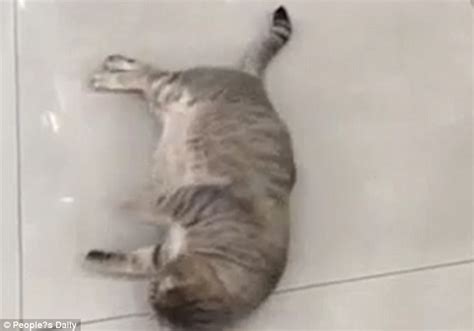Youtube Video Shows Cat Doing Sit Ups Before Exhausting Itself Daily