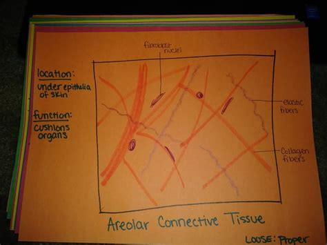 Areolar Connective Tissue Properloose Anatomy And Physiology
