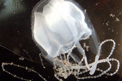 Irukandji Jellyfish Abc News Australian Broadcasting Corporation