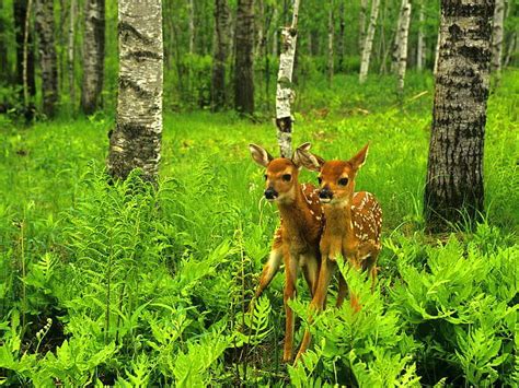 Deer Little Twins Forest Spotted Green Fawns Brown And White