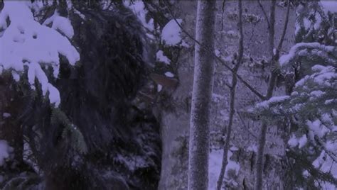 Bigfoot Filmed In Canadian National Park Soulask Unlock Your Mind