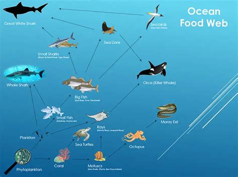 Food Chain Ocean Animals