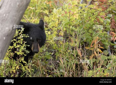 Black Bear Ursus Americanus With Chest Blaze Feeding On Berries In