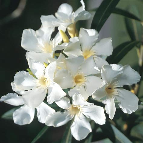 White Oleander Plants For Sale