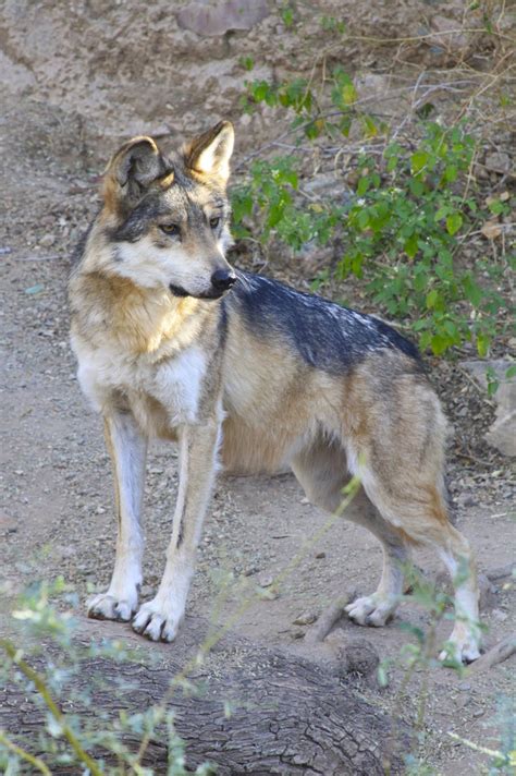 Sonoran Connection Mexican Gray Wolf Canis Lupus Bailyi