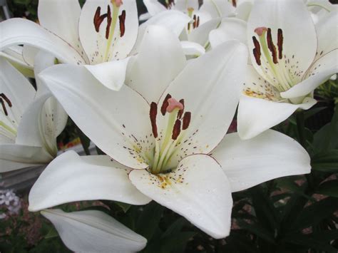 Eyeliner Lily Stunning In My Courtyard Plants Lily Eyeliner