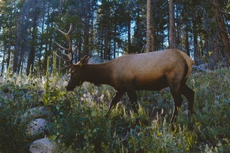 How To Scout For Elk 8 Elk Scouting Tips Alpha And Omega Outdoors