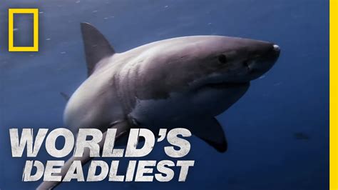 Great White Shark Vs Seal Worlds Deadliest Youtube