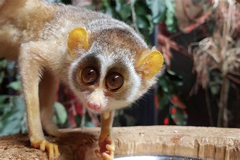 Gray Slender Loris Newquay Zoo