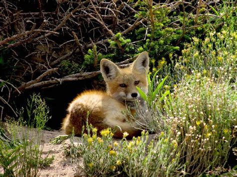 10 Places Foxes Call Home Where Do Foxes Live All Things Foxes
