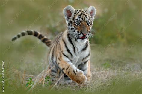 cute tiger cub siberian tiger in grass amur tiger running in the meadow action wildlife