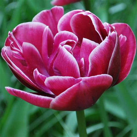 Tulipa Dream Touch Rose Cottage Plants