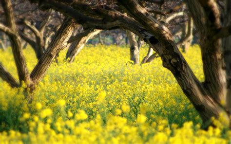 Yellow Flowers Trees Nature Landscape San Luis Obispo Wallpapers Hd