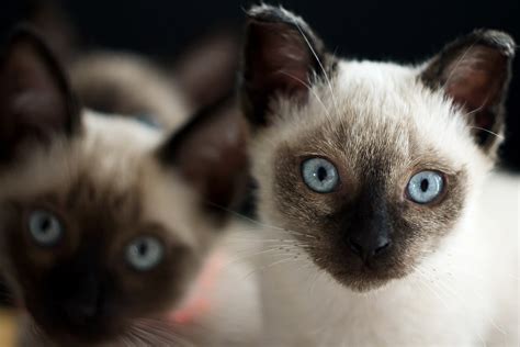 indoor cat breed pets nurturing