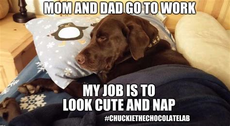 Unique good job meme stickers featuring millions of original designs created and sold by independent artists. My job is to look cute and nap | MOM AND DAD GO TO WORK # ...
