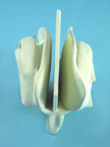 Cribriform Plate And Ethmoid Bone Model Manufacturers Cribriform Plate
