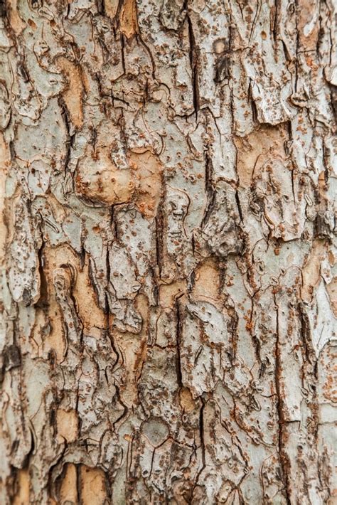 Image Of Close Up Of Rough Textured Bark And Trunk Of A Chinese Elm