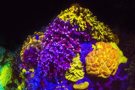 Fluorescent Corals In Red Sea Hold Promises For Medical Discoveries