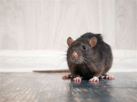 ¿cómo Las Ratas Saben Detectar Quienes De Entre Ellas Realmente