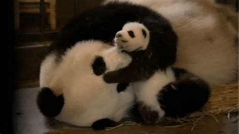 Baby Panda Cuddling Mum Youtube