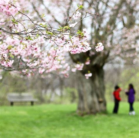 Which Cherry Blossoms Do You Prefer Spencer Smith Park Or The Rbg
