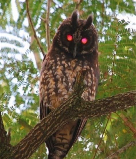 Terrifying Images Of The Devil Red Reflected Eyes Of The Stygian Owl