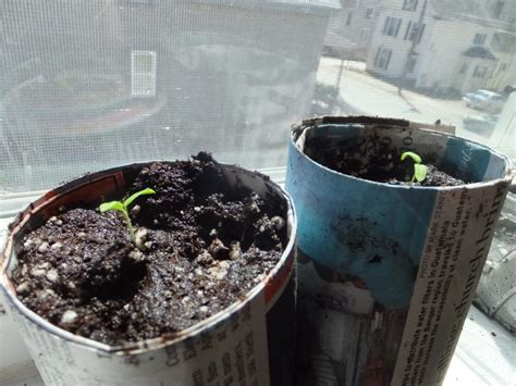 6 Ways To Make Diy Seedling Containers To Start Your Plants Hello