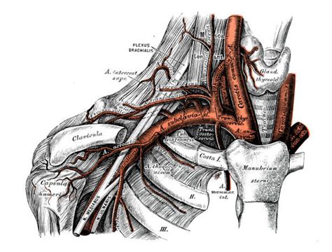Subclavian Artery Netter