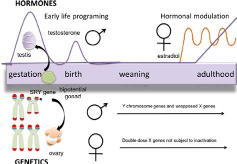 Sources Of Sex Differences In The Brain The Bipotential Gonad Is Download Scientific Diagram