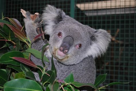 Pin By Miki On Ive Loved Koalas Since I Was A Tot Koala Cuddly