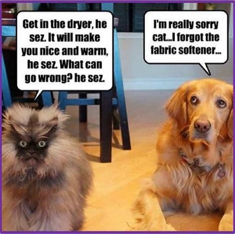 10 Hilarious Memes Of The Relationship Between Cats And Dogs