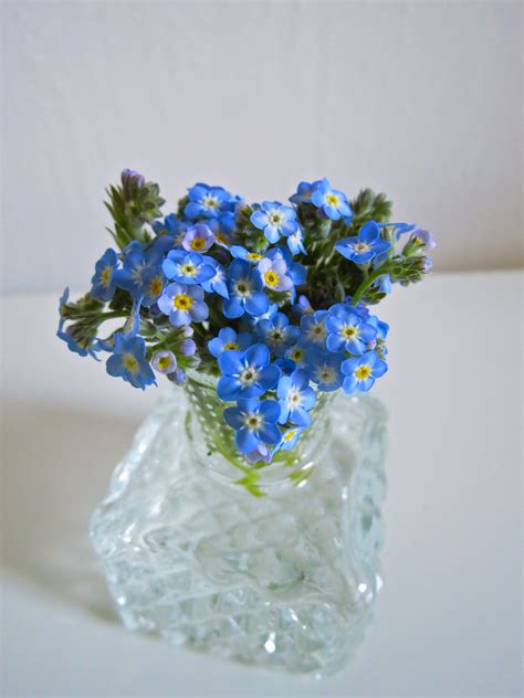 Spring is the perfect time to rejoice and enjoy the beauty of nature; Please give me a MILLION of these! I love blue flowers ...