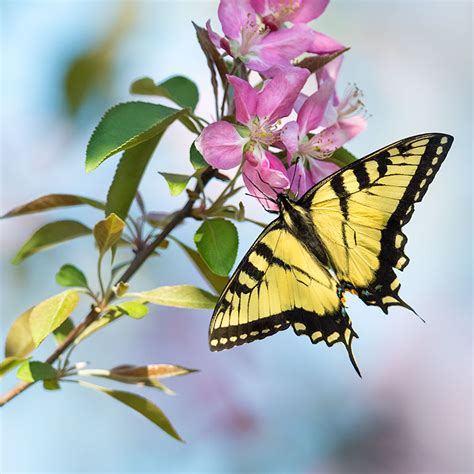 Tiger Swallowtail Prairie Garden Trust