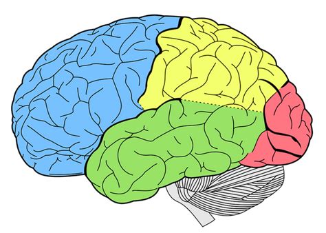 Ilustração Cérebro Png 55 Imagens De Cérebro Em Png Brain Png