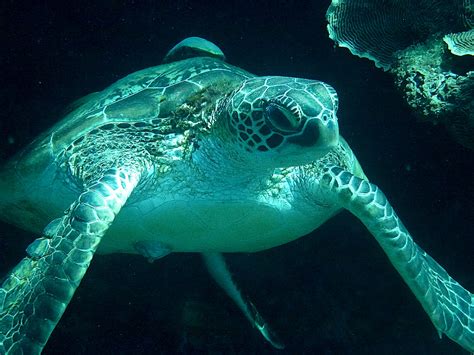 Free Images Animal Underwater Sea Turtle Reptile Close