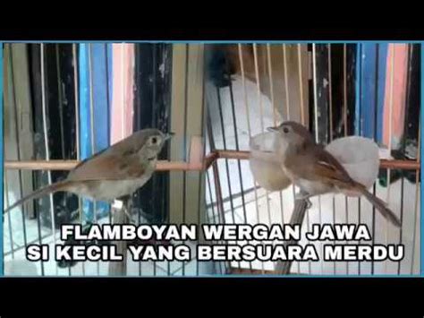 You can streaming and download for free here! Mengenal Lebih Dekat Burung FLAMBOYAN | Perbedaan Jantan ...