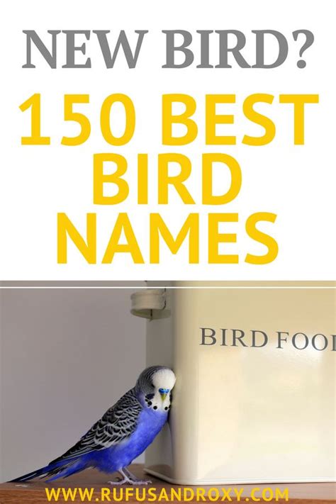 150 Top Bird Names For Your Feathered Friend Parakeet Names Birds