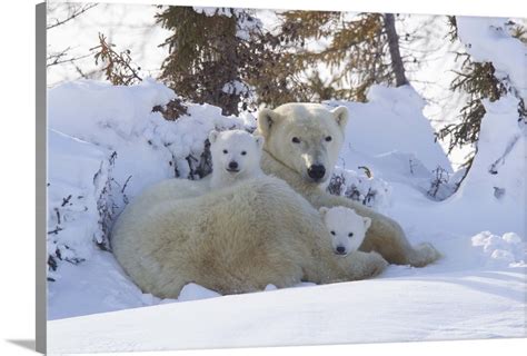 Polar Bear And Cubs Wapusk National Park Manitoba Canada Wall Art
