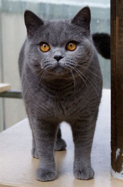 Kucing British Shorthair Harga Ciri Dan Perawatan