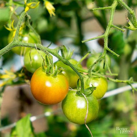 Why Are My Tomatoes Not Ripening Better Homes And Gardens