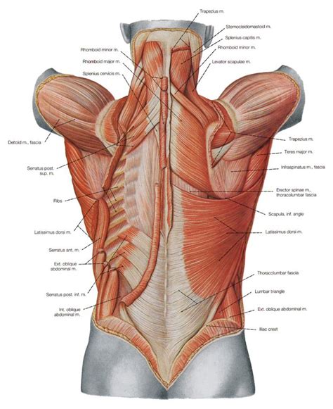Pulling a muscle in the lower back can be very painful. Human Shoulder Muscle Diagram Upper Back Muscle Diagram ...