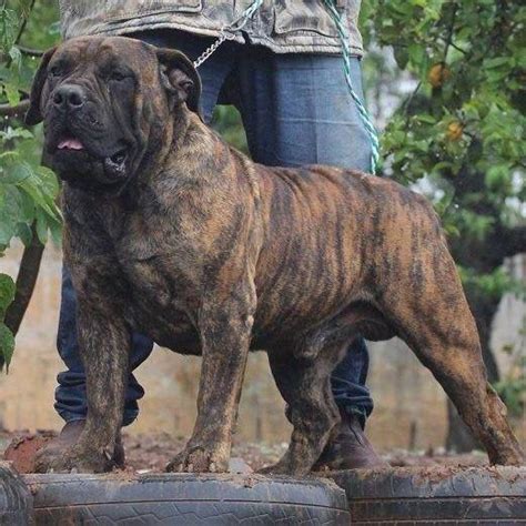 Growing puppies need to eat enough to support growth but they should not be fat. Beautiful brindle bred by Chris Boshoff | Mastiffs ...