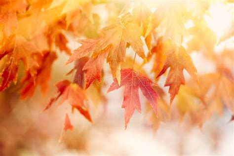 Autumn Thanksgiving Leaves Background Stock Image Image Of Holiday