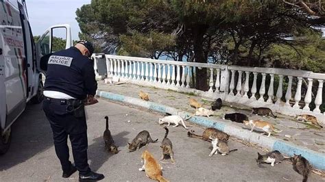 The Moroccan Police Feeding Stray Cats During Lockdown Rpics