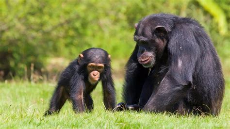 List Of 33 Endangered Species Including Chimpanzees Chimpanzee