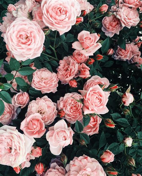 10 Greatest Wallpaper Aesthetic Rose You Can Download It At No Cost