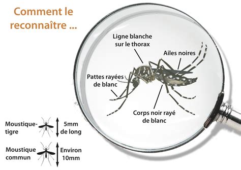Les Moustiques Tigre Envahissent La France Workinpharma